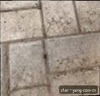 黄丽